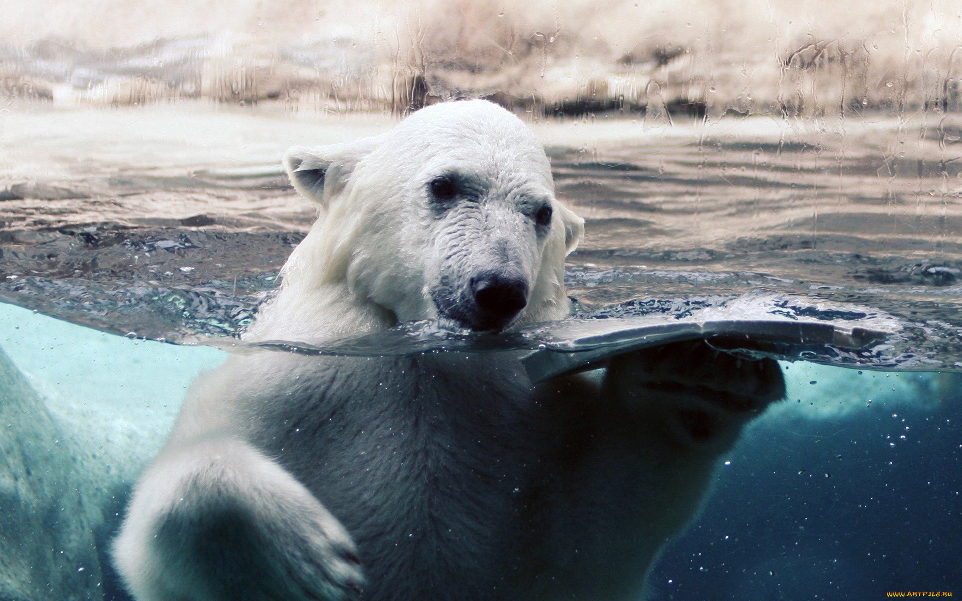 , , polar, bear, , 
